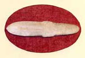 tlinget pick